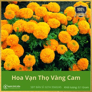 Hạt Giống Hoa Vạn Thọ Vàng Cam SV 0.1g/Gói - Năng Suất Cao, Dễ Trồng, Bông To, Nhiều, Màu Hoa Đẹp, Để Được Lâu
