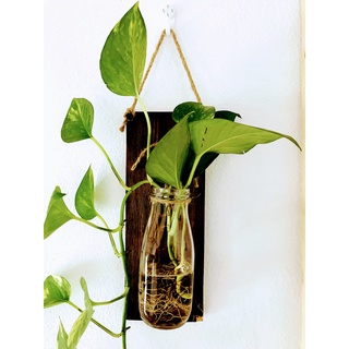 Bảng gỗ decor, bảng gỗ trang trí kèm lọ thủy tinh, bảng gỗ kèm lọ thủy tinh, bảng treo gỗ, bảng treo cây trang trí