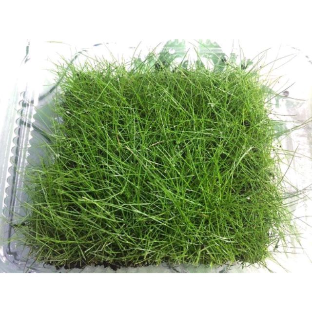 Cây Ngưu Mao Chiên Lùn Xòe - cây thủy sinh trãi nền dễ trồng