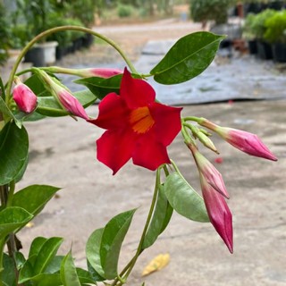 Hồng Anh Đỏ ♌ leo