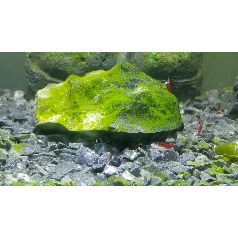 Mầm Tảo Đài Loan Kích Rêu, Tảo Cho Hồ Tép Sula, Cá Cảnh