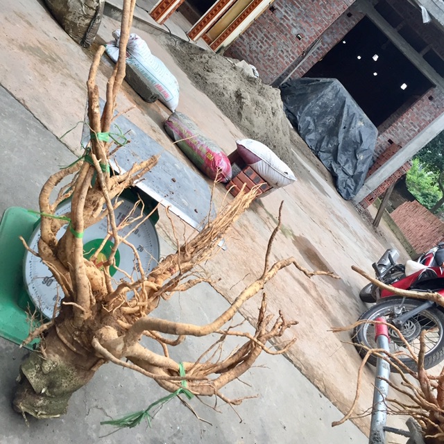 Củ đinh lăng 5,5kg