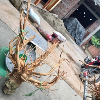 Củ đinh lăng 5,5kg