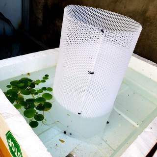 Lồng ép đẻ cá cảnh, lồng ép đẻ guppy và betta