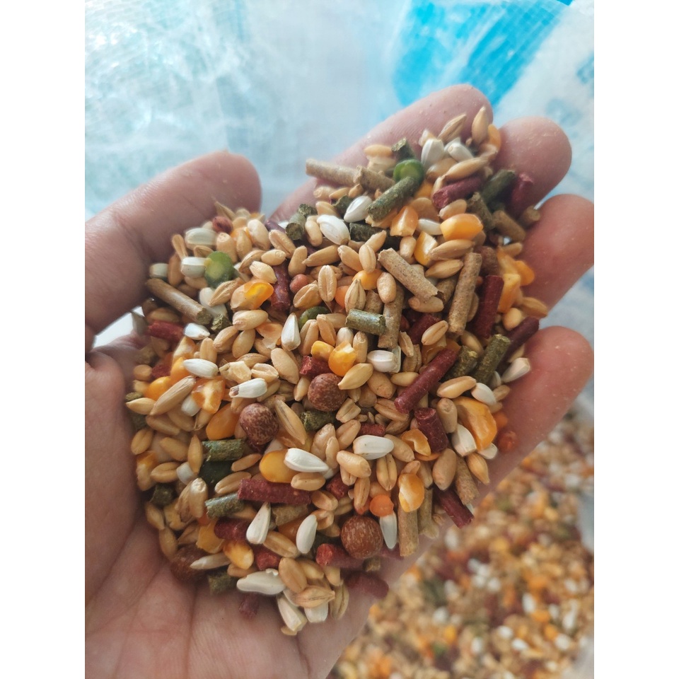 1kg Ngũ cốc Gà Đá game cock feeds Mỹ Ngũ Cốc Cho Gà Đá Ngũ Cốc Gà Tre Ngũ Cốc Gà Nòi Thức Ăn Gà Chọi
