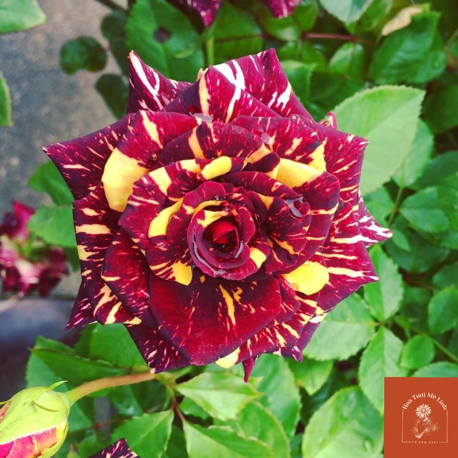Hoa hồng Abracadabra  Nguyên bản Tuyệt đẹp- HoaTuoiMeLinh