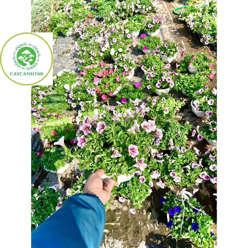 Chậu hoa dạ yến đang hoa chậu treo