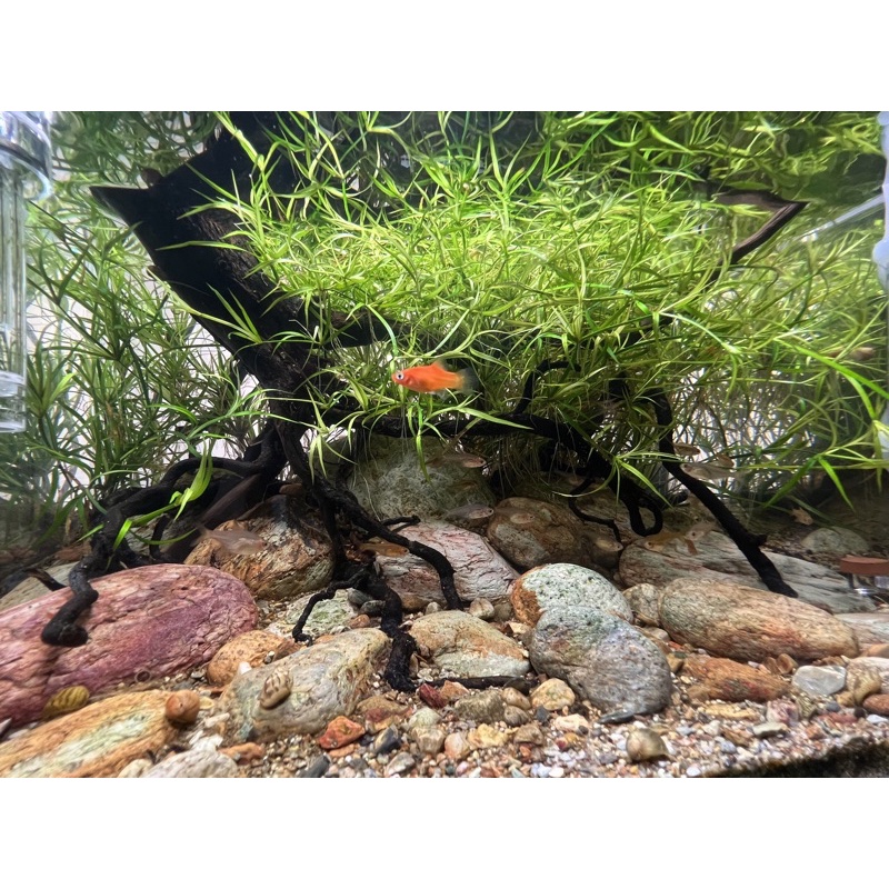 Đá Suối Femolay | Size 20cm - 40cm | Thùng 10kg