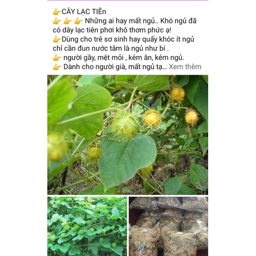 Lạc Tiên- An Thần- Mất Ngủ