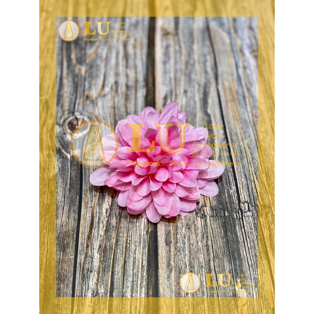 Đầu hoa Thược dược nhỡ | LU