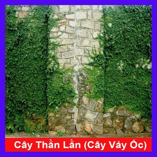 Cây vảy ốc - cây thằn lằn leo tường - cây cảnh sân vườn - caykiengsadec