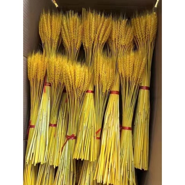 100  BÔNG LÚA MẠCH VÀNG CHƯNG NGÀN NĂM