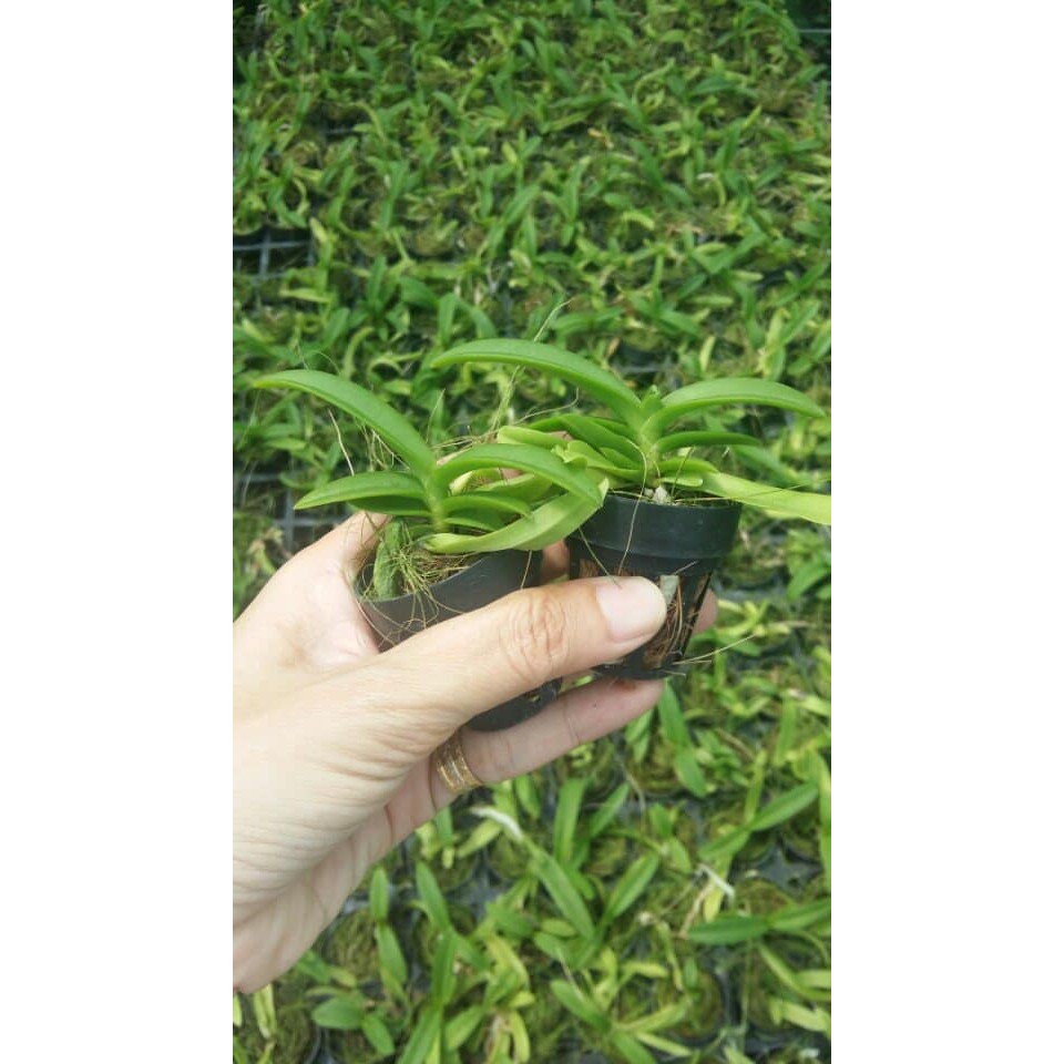 Lan Giống Ngọc điểm Vàng lưỡi đỏ cốc giống