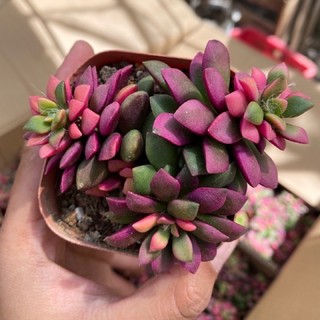 SEN ĐÁ HỒNG SAO SIZE TRUNG