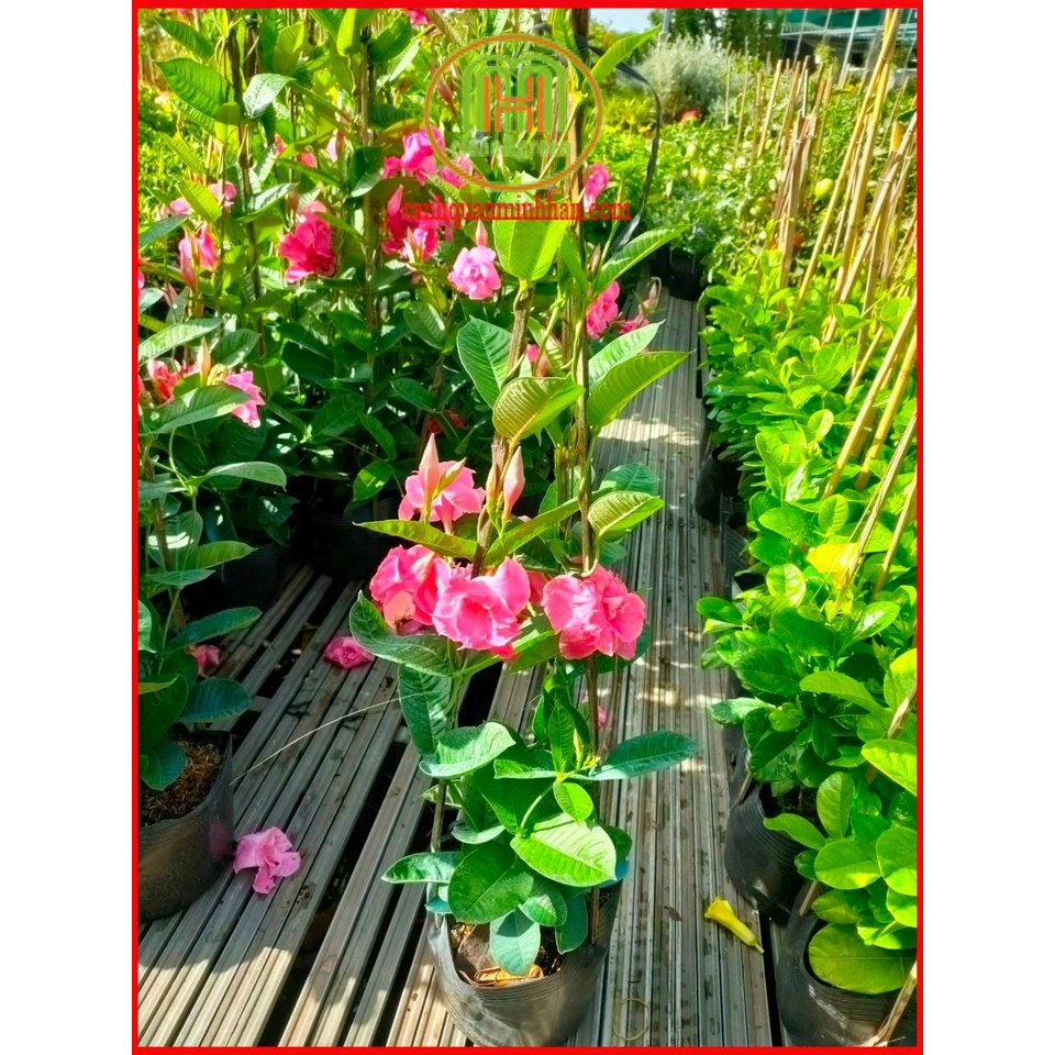 Cây hoa hồng anh leo kép trồng làm giàn leo tạo background chụp ảnh tuyệt đẹp tặng phân bón Minh Hân Garden