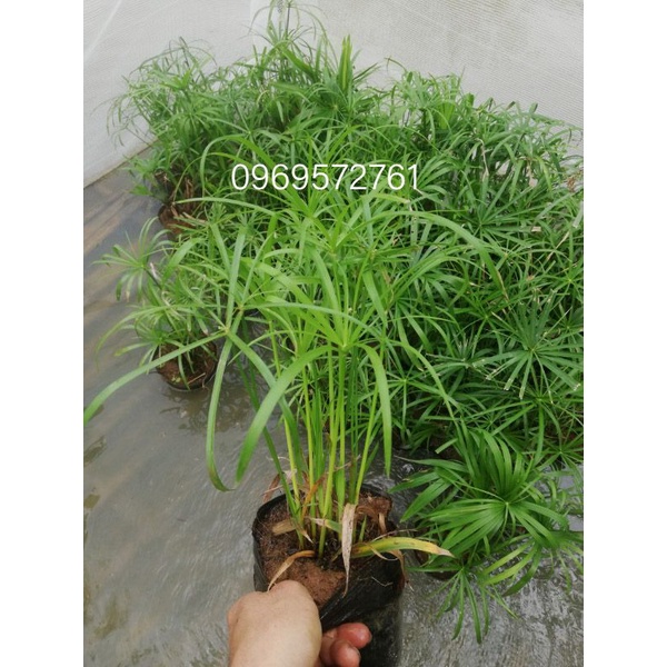 Cây thủy trúc