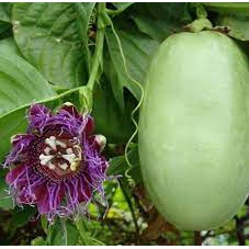 H -#Hạt_Giống_Dưa_Gang_Tây/Dưa Tây (tặng kèm phân bón kích mầm)