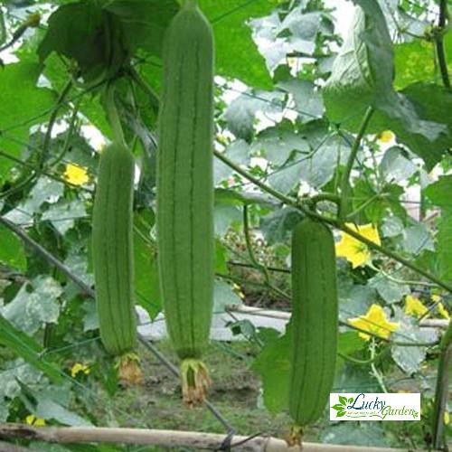 10 Hạt giống Mướp Hương  XTRA