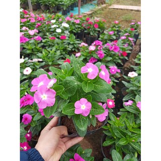 50 hạt hoa dừa cạn siêu hoa nhiều màu