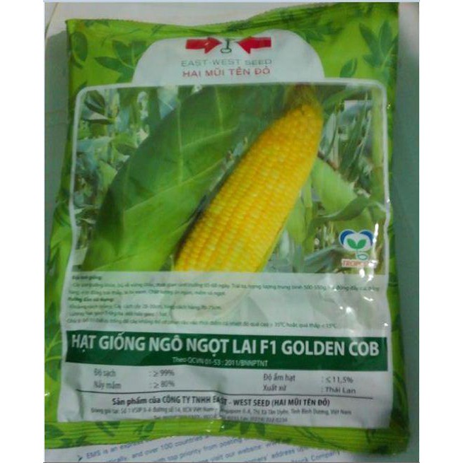 Hạt giống ngô ngọt lai F1 GOLDEN COB gói to 50gam