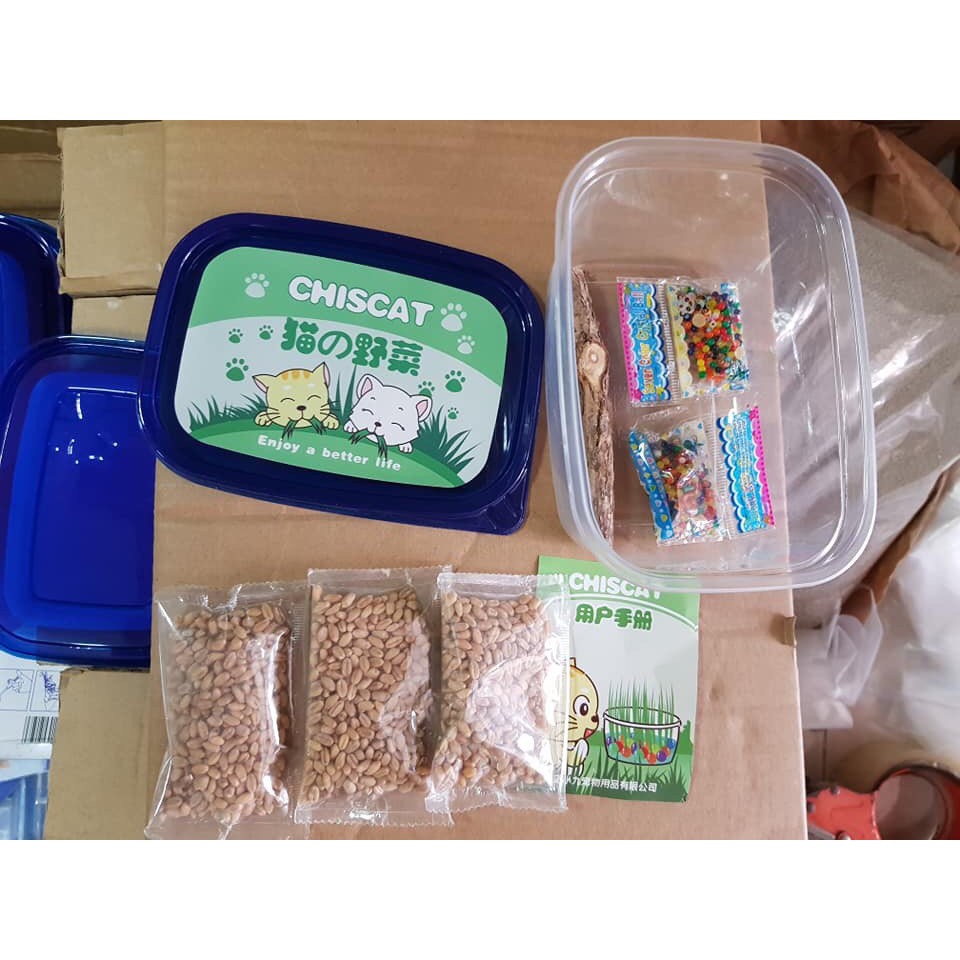 bộ hạt trồng cỏ mèo