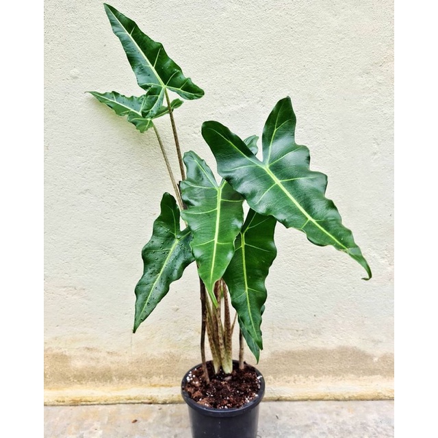 Cây giống alocasia sarian, cây môn thân vằn