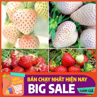 [ Hạt Giống Xanh ] Hạt giống dâu tây đỏ và trắng