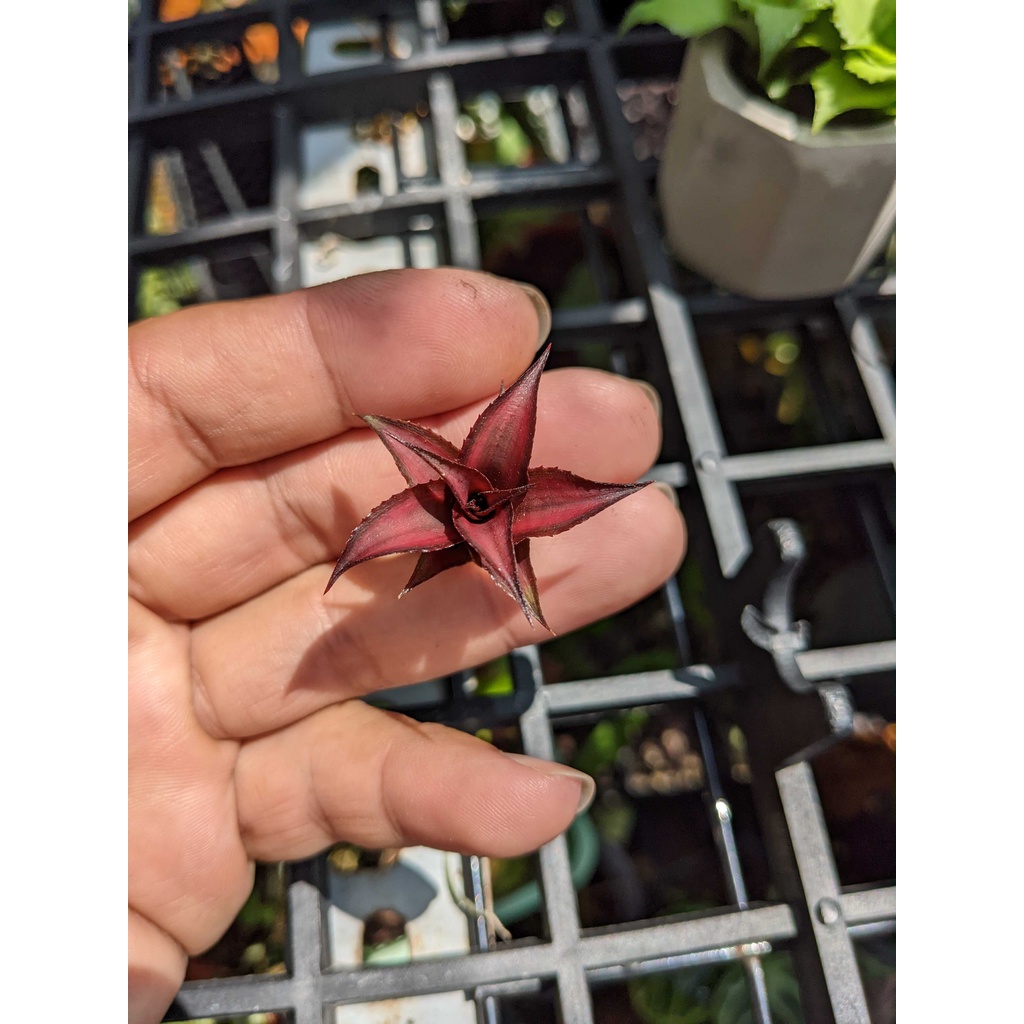 Cryptanthus Red Star, dứa phụng đỏ, dứa màu, bán cạn, trang trí tiểu cảnh, dứa Philippine, Cryptanthus Brivitthus