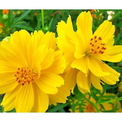 Hạt giống sao nhái vàng( tặng kèm phân bón và kích mầm)