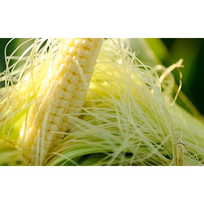 1kg râu ngô tươi