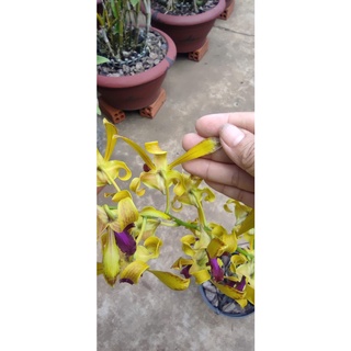 HOA LAN NẮNG SING LAI THỎ