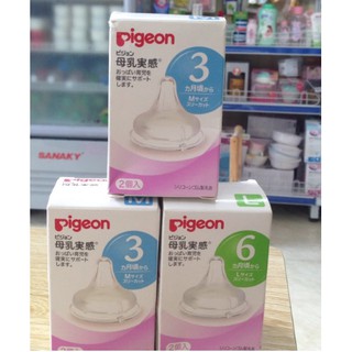 Núm ti pigeon nội địa nhật