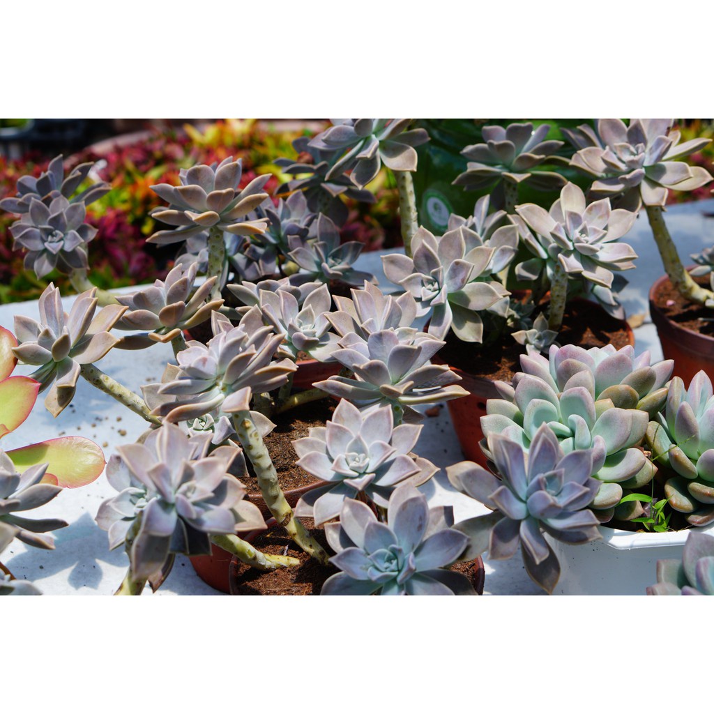 Sen đá bạc gốc thụ nhiều đầu, 2-3 năm tuổi, dễ trồng, khỏe, Cây thuần khí hậu Đà Lạt, Lỗi 1 đổi 1