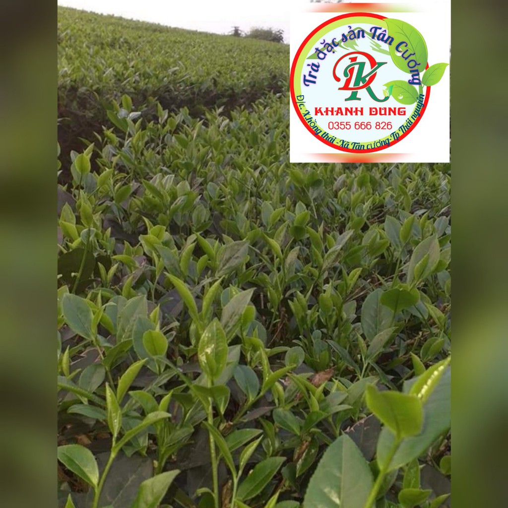 CHÈ (TRÀ) ĐẶC SẢN TÂN CƯƠNG _TRÀ THÁI NGUYÊN_cơ sở sx chè Khánh Dung | BigBuy360 - bigbuy360.vn