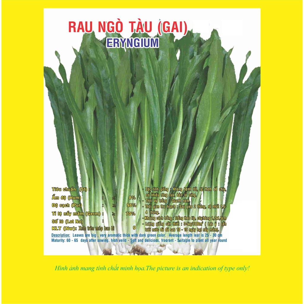 Hạt giống ngò tàu - ngò gai VTP64| Vạn Tín Store
