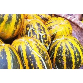 Hạt Giống Dưa Bở Khổng Lồ F1(Gói 40 hạt)Dễ Trồng &amp;Năng suất cao-Tổng kho hạt giống giá rẻ