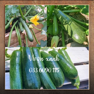 Hạt giống bí ngồi xanh gói 2gr