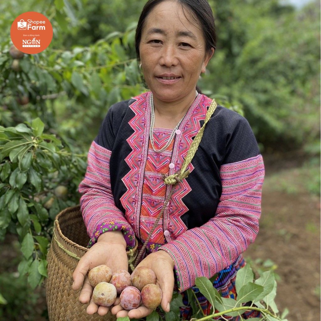 [HN] 1KG VIP 1 MẬN HẬU SƠN LA GIÒN TƯƠI CHÍN MỌNG | BigBuy360 - bigbuy360.vn