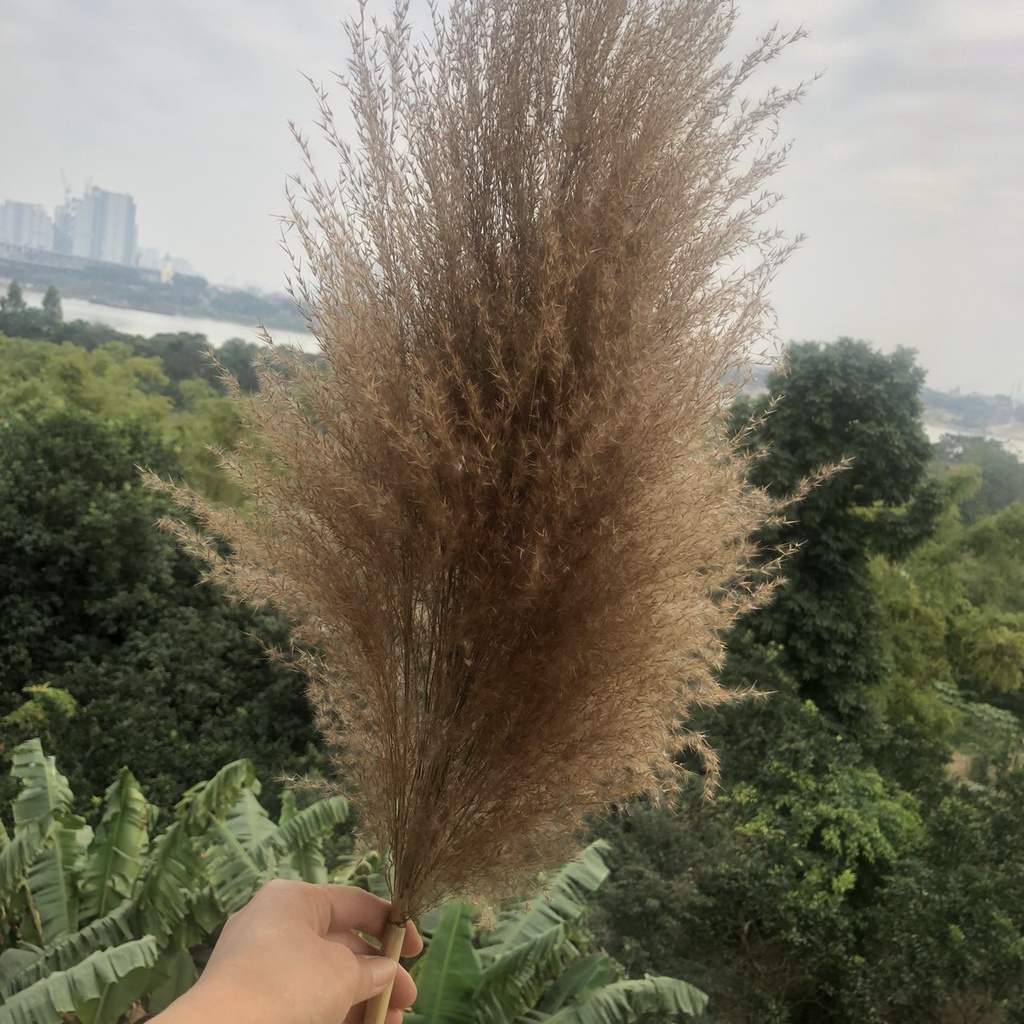 combo 5 bông lau sậy decor trang trí cực đẹp