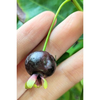 Combo 2 Cây Cherry Brazil