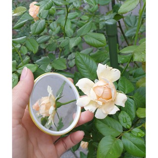 Gương soi mini