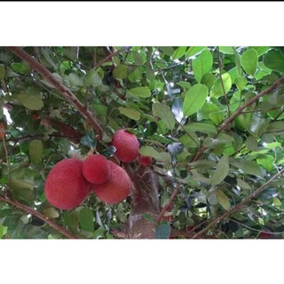 Cây mít da đỏ