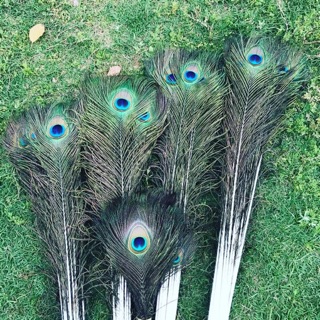 Lông công thật 100%  chiều dài 100cm [ sỉ từ 100 lông ]