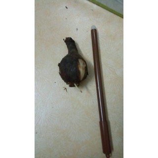 Sét 10 củ hoa bỉ ngạn đỏ
