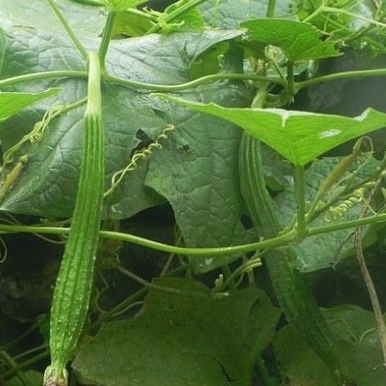 Hạt giống mướp khía f1 - mướp khắc lè (siêu ngọt)
