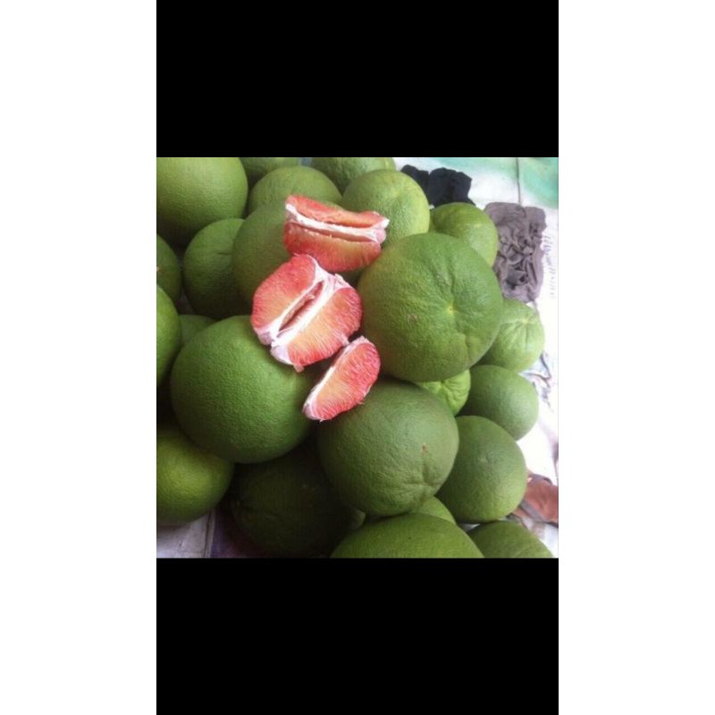 Bưởi da xanh ruột hồng, cây ghép