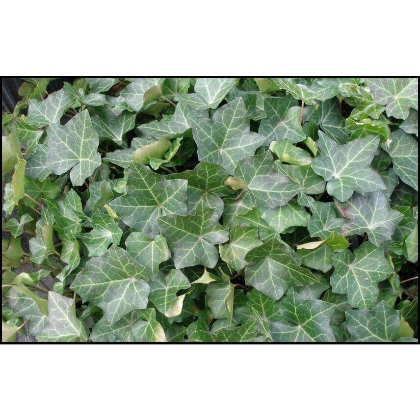 Cây giống Hedera helix Thorndale (Thường Xuân Xanh Gân Trắng, Thường Xuân Thorndale) chậu nhựa 8cm