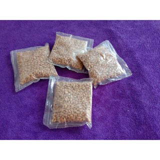 hạt giống cỏ mèo