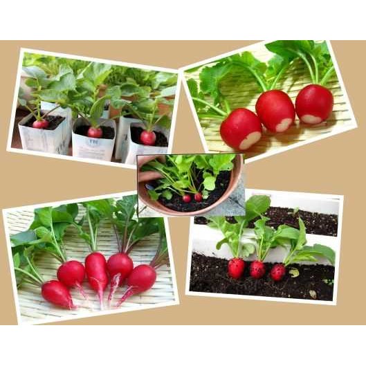 HẠT GIỐNG CỦ CẢI ĐỎ MINI ( CỦ CẢI ĐỎ TÍ HON)