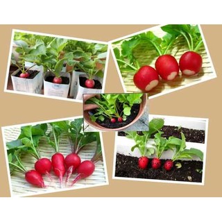 HẠT GIỐNG CỦ CẢI ĐỎ MINI ( CỦ CẢI ĐỎ TÍ HON)